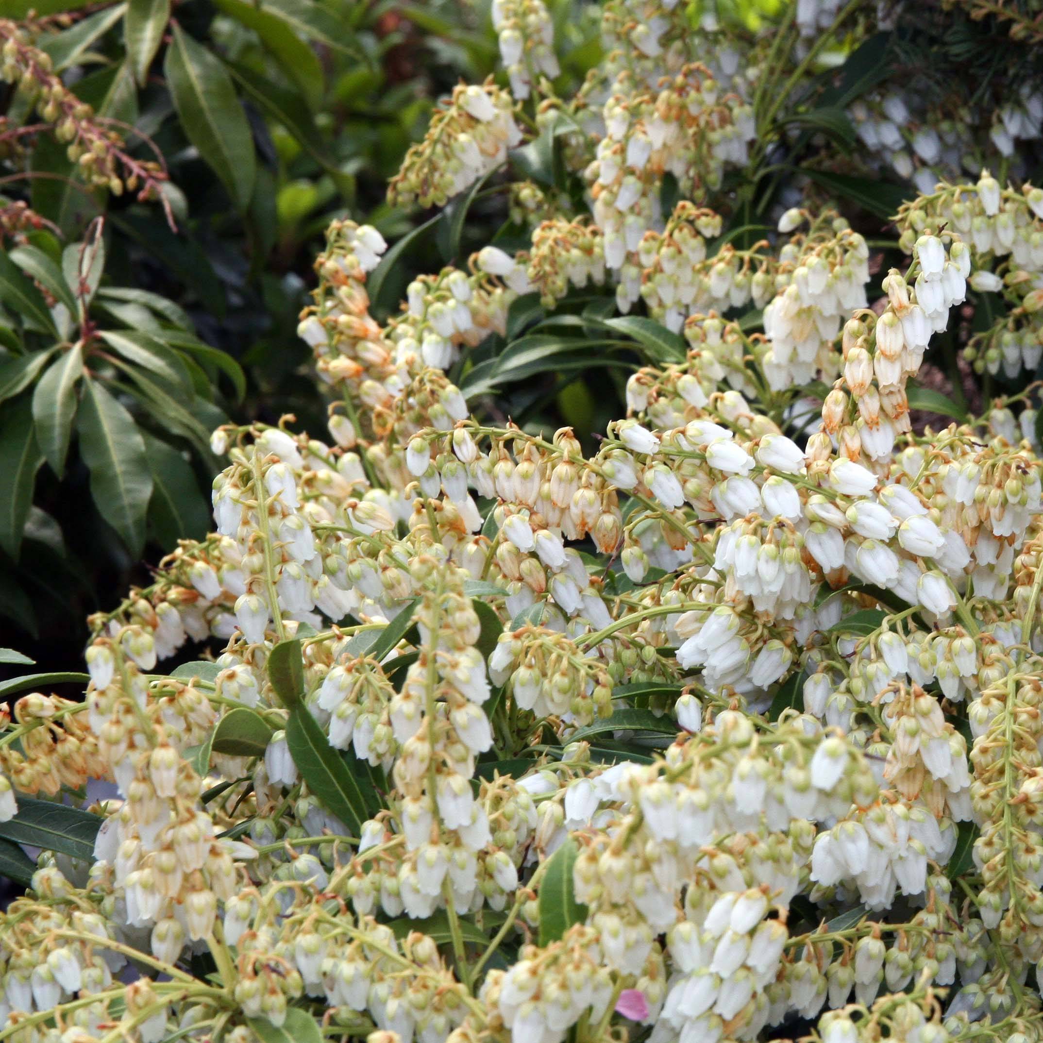 Promesse de Fleurs - Andromède du Japon - Pieris japonica Purity Pot de 3L/4L