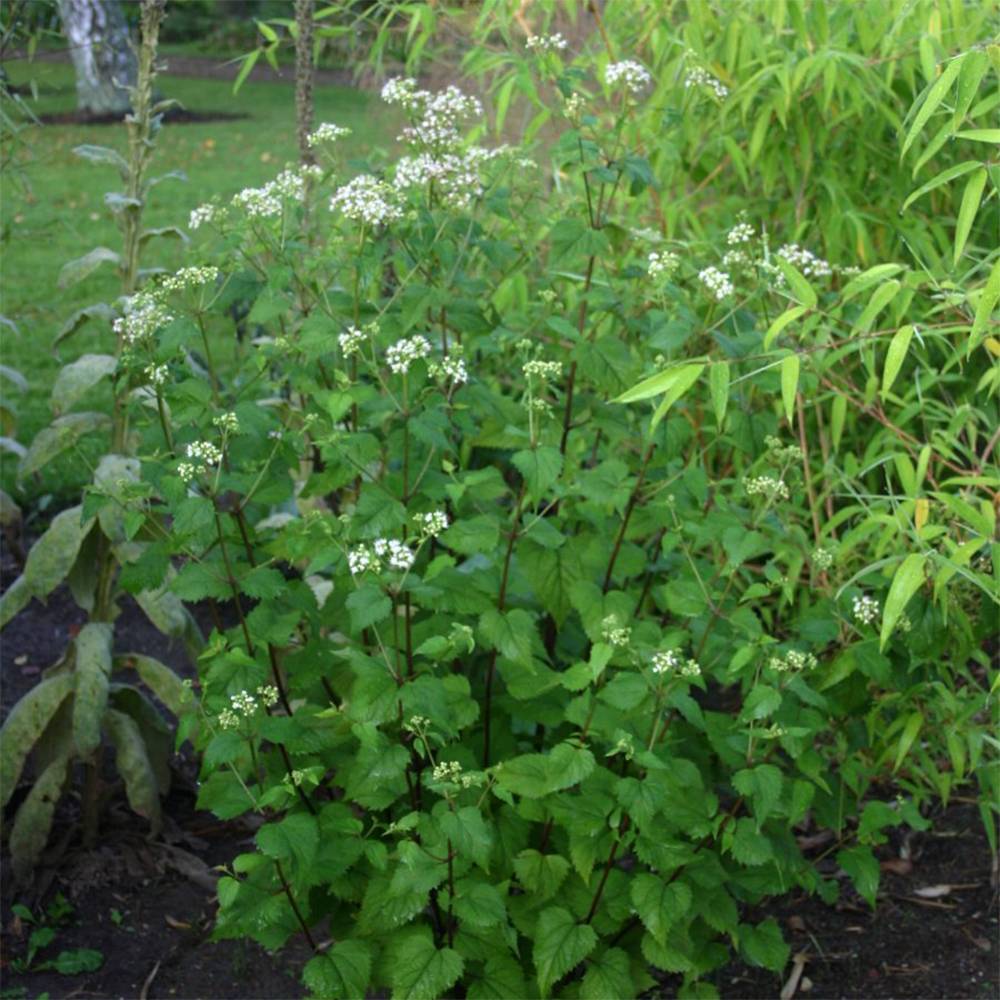 Promesse de Fleurs - Eupatorium rugosum, Eupatoire Godet de 8/9 cm
