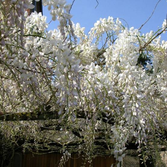 Glycine de Chine blanche à fleurs Blanche - feuillage Caduc - Pot de 3L - Echelle bambou 60/120 cm- hauteur à maturité De 5,00 m à 10,00 m - Image 5