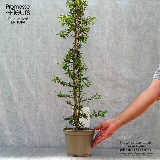 Promesse de Fleurs - Pyracantha Soleil d'or - Buisson ardent Pot de 2L/3L - Image 2