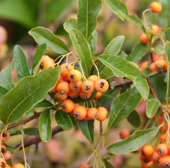Promesse de Fleurs - Pyracantha Soleil d'or - Buisson ardent Pot de 2L/3L - Image 1