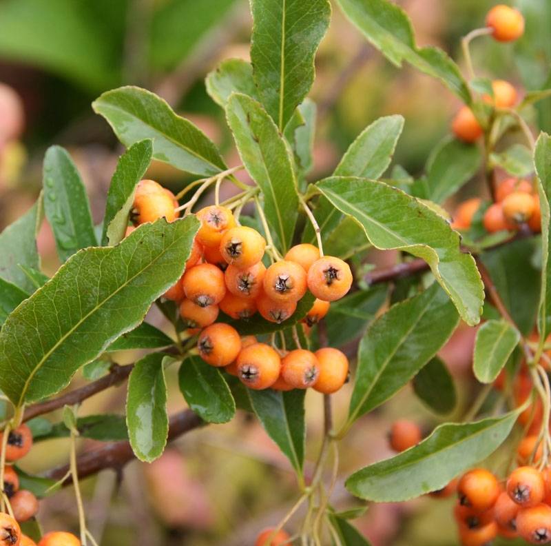 Promesse de Fleurs - Pyracantha Soleil d'or - Buisson ardent Pot de 2L/3L - Image 1