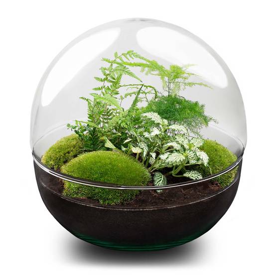 Terrarium à composer boule en verre recyclé - Ø30-H30cm - avec râteau, pelle et pince - Fern White - Terrarium DIY - Image 3