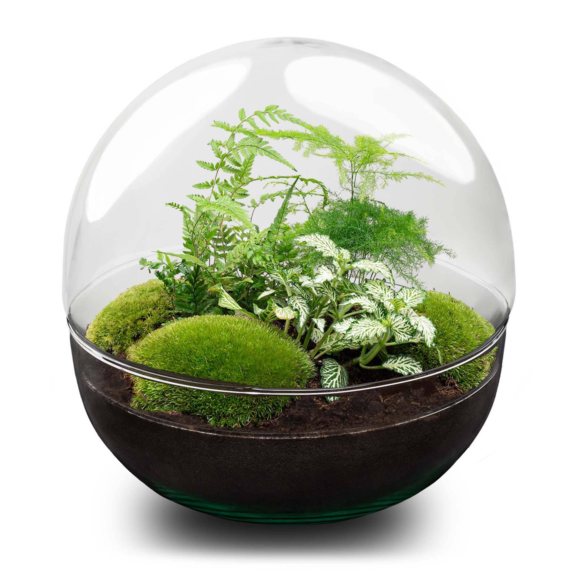 Terrarium à composer boule en verre recyclé - Ø30-H30cm - avec râteau, pelle et pince - Fern White - Terrarium DIY - Image 3
