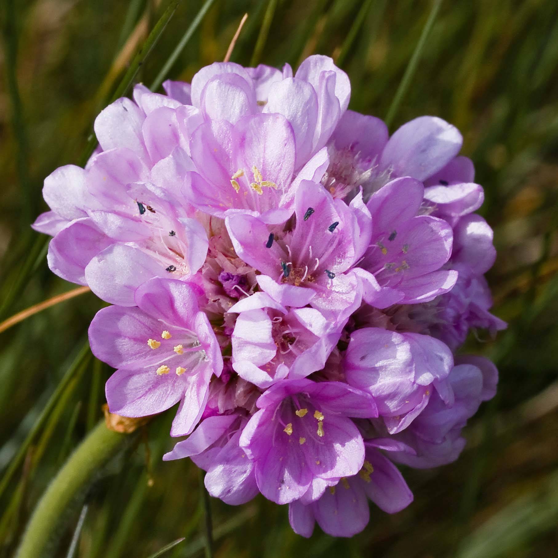 Promesse de Fleurs - Gazon d'Espagne rose, Armeria Maritima Rosea Godet de 8/9 cm