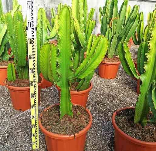 0 - Euphorbia ingens 'Candelabrum' Pot de 4 litres - 60/70 cm - Image 2