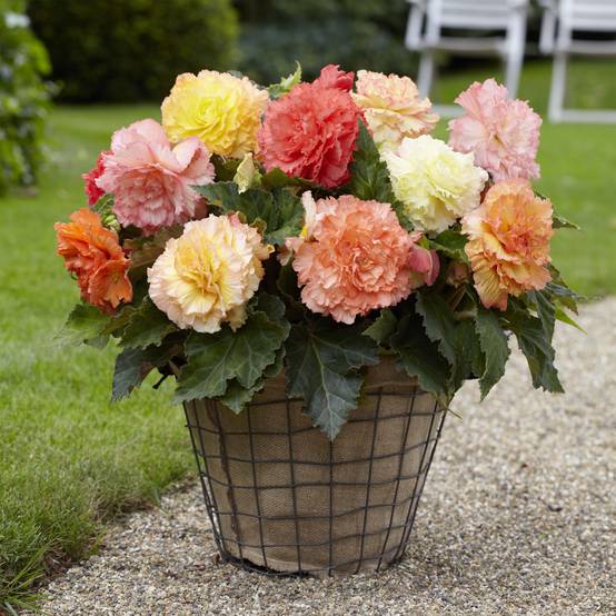 Begonia Fimbriata Samba en mélange Bulbe calibre 4+ (par 3)
