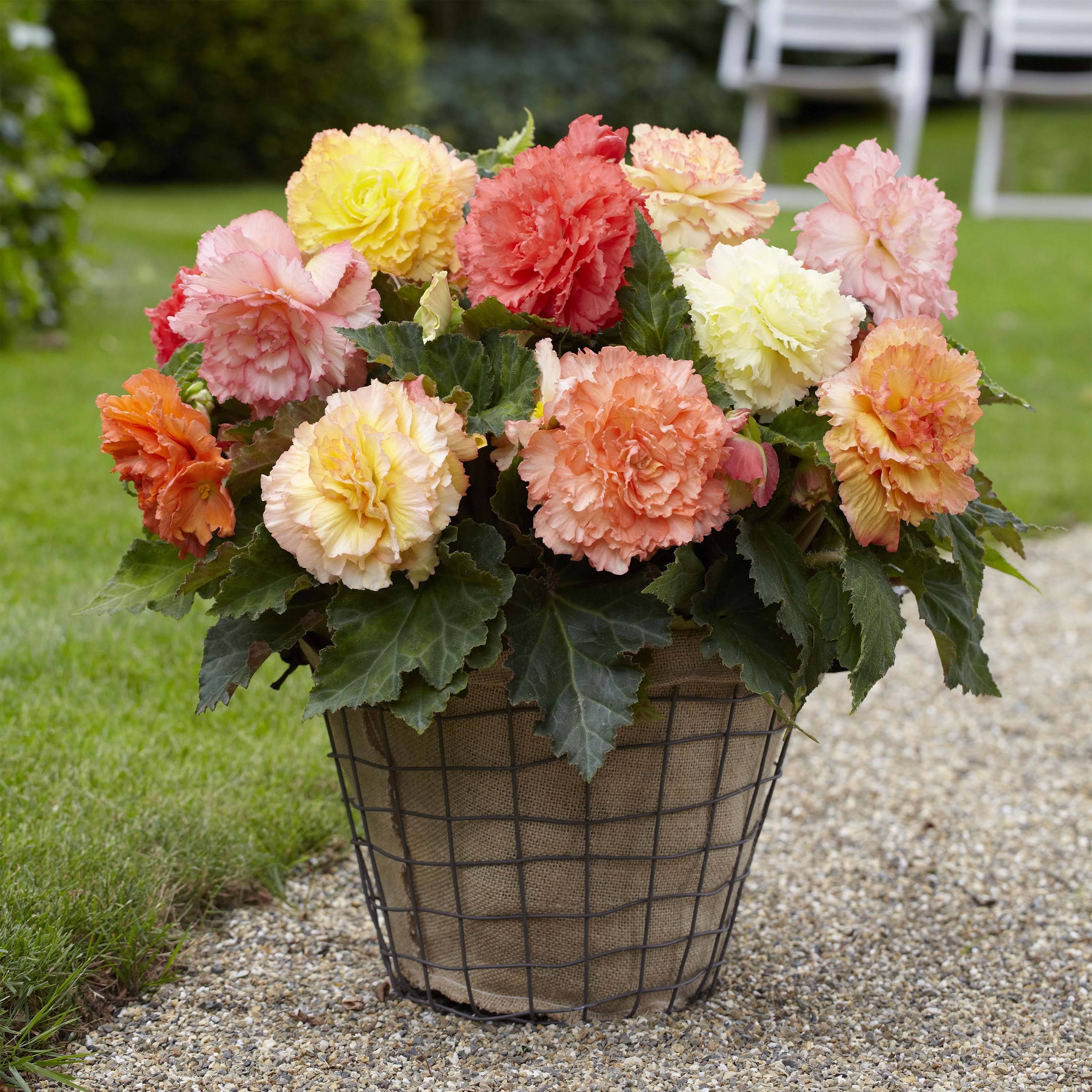 Begonia Fimbriata Samba en mélange Bulbe calibre 4+ (par 3)