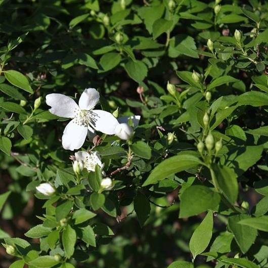 Seringat - Philadelphus Silberregen Godet de 8/9 cm - Image 1