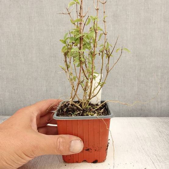 Seringat - Philadelphus Silberregen Godet de 8/9 cm - Image 2