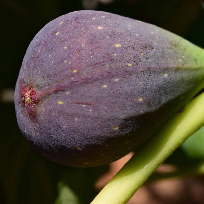 Figuier Osborn Prolific, Ficus carica - Bon rendement - Pot de 7,5L - 60/80 cm - De 3,00 m à 5,00 m - Image 1