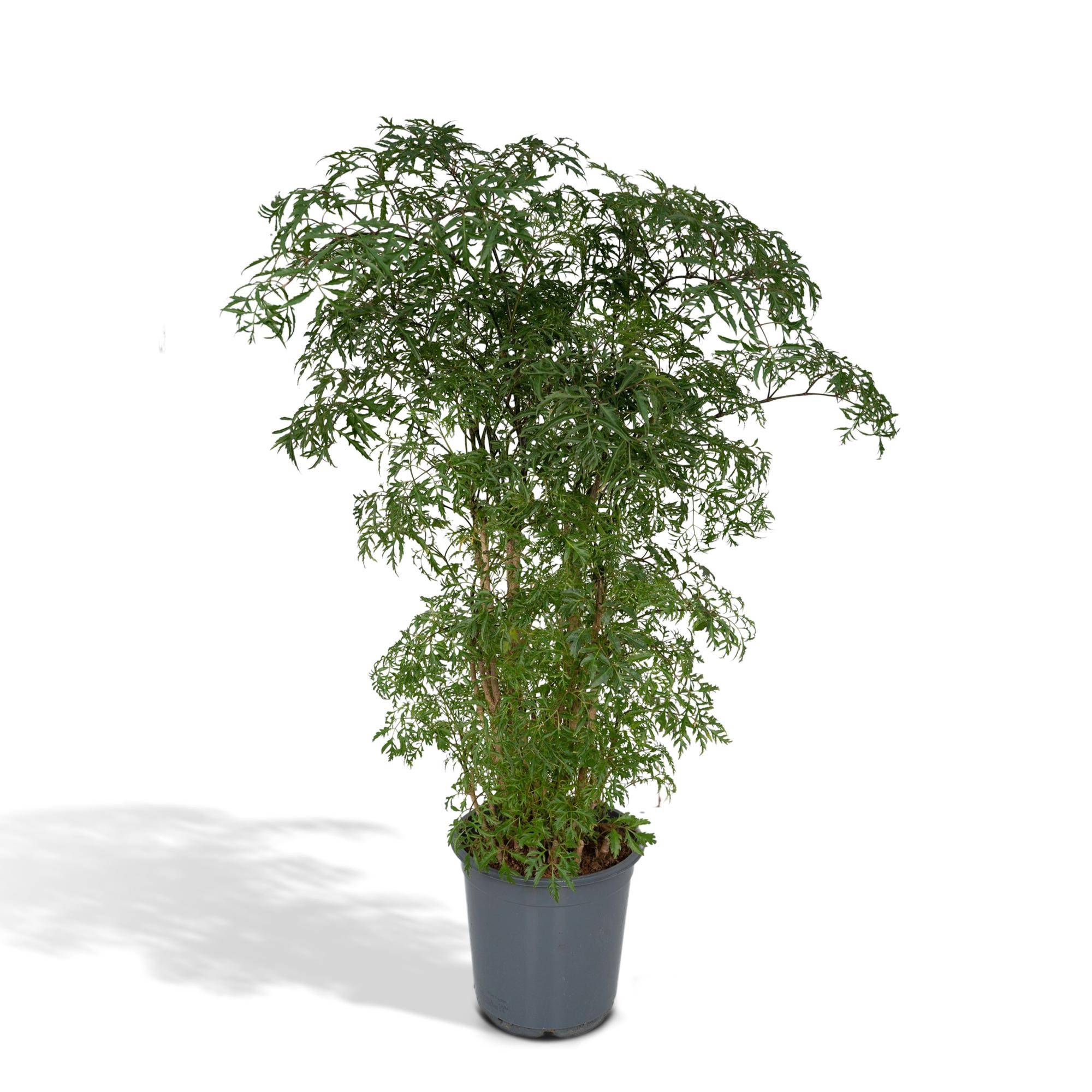 Polyscias Fruticosa (Aralia) - Ø21cm - ↕75cm - Plantes d'intérieur - Image 1