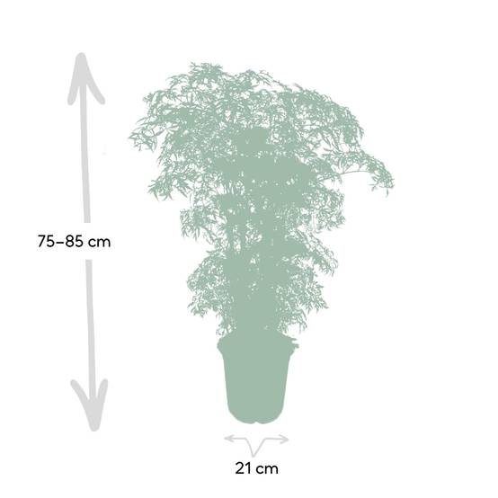 Polyscias Fruticosa (Aralia) - Ø21cm - ↕75cm - Plantes d'intérieur - Image 4