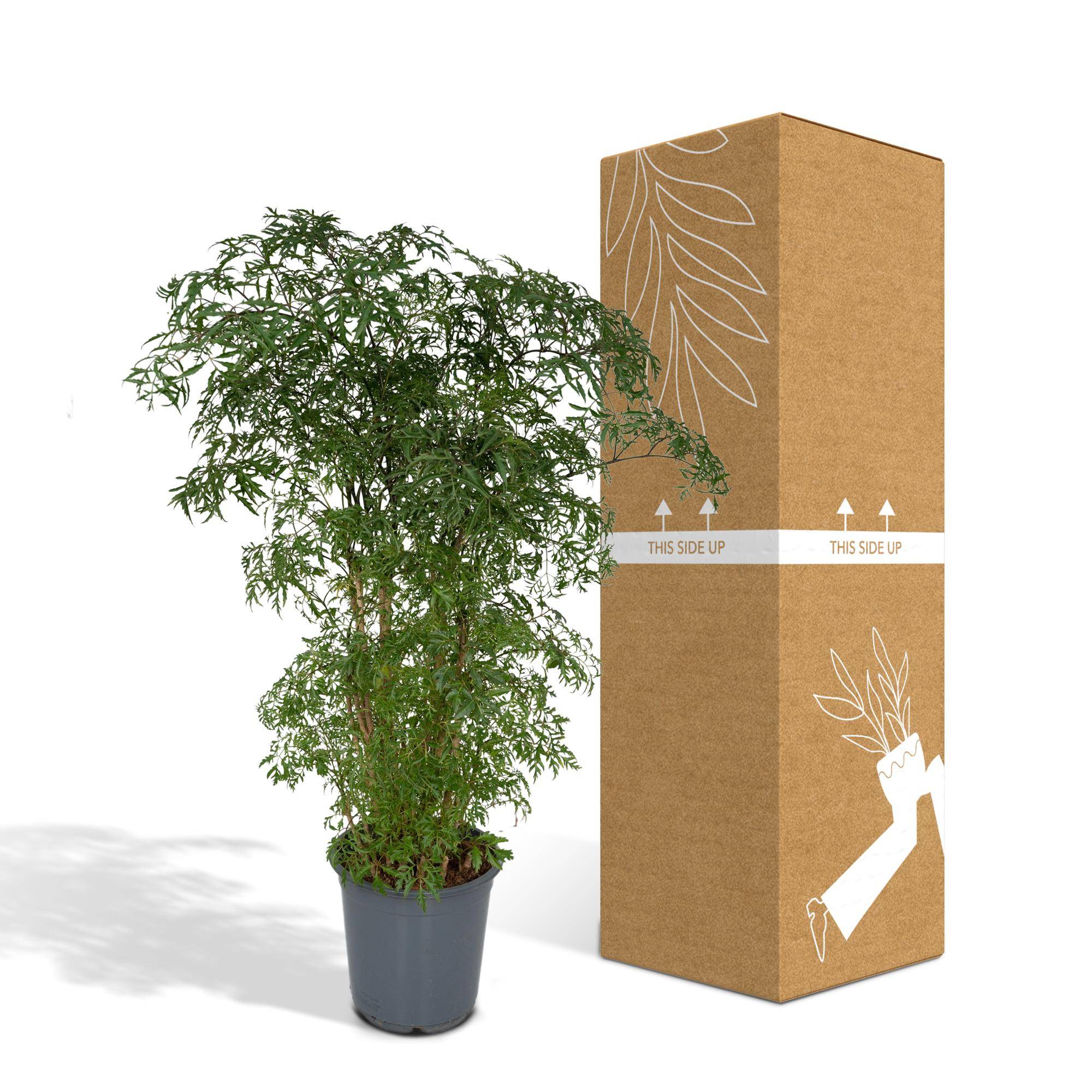 Polyscias Fruticosa (Aralia) - Ø21cm - ↕75cm - Plantes d'intérieur - Image 5