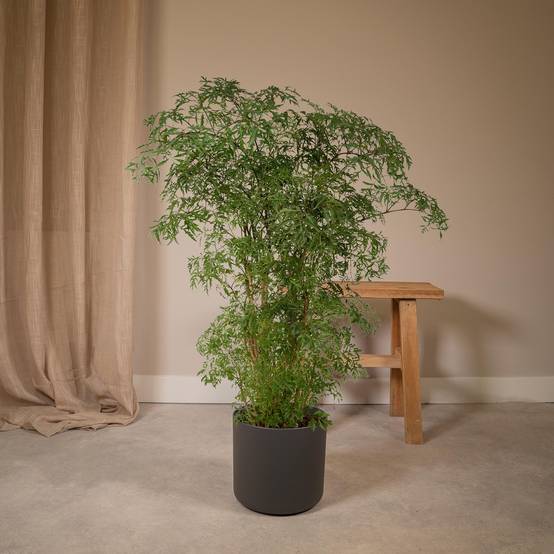 Polyscias Fruticosa (Aralia) - Ø21cm - ↕75cm - Plantes d'intérieur - Image 2