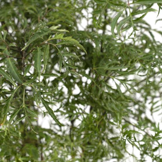 Polyscias Fruticosa (Aralia) - Ø21cm - ↕75cm - Plantes d'intérieur - Image 3