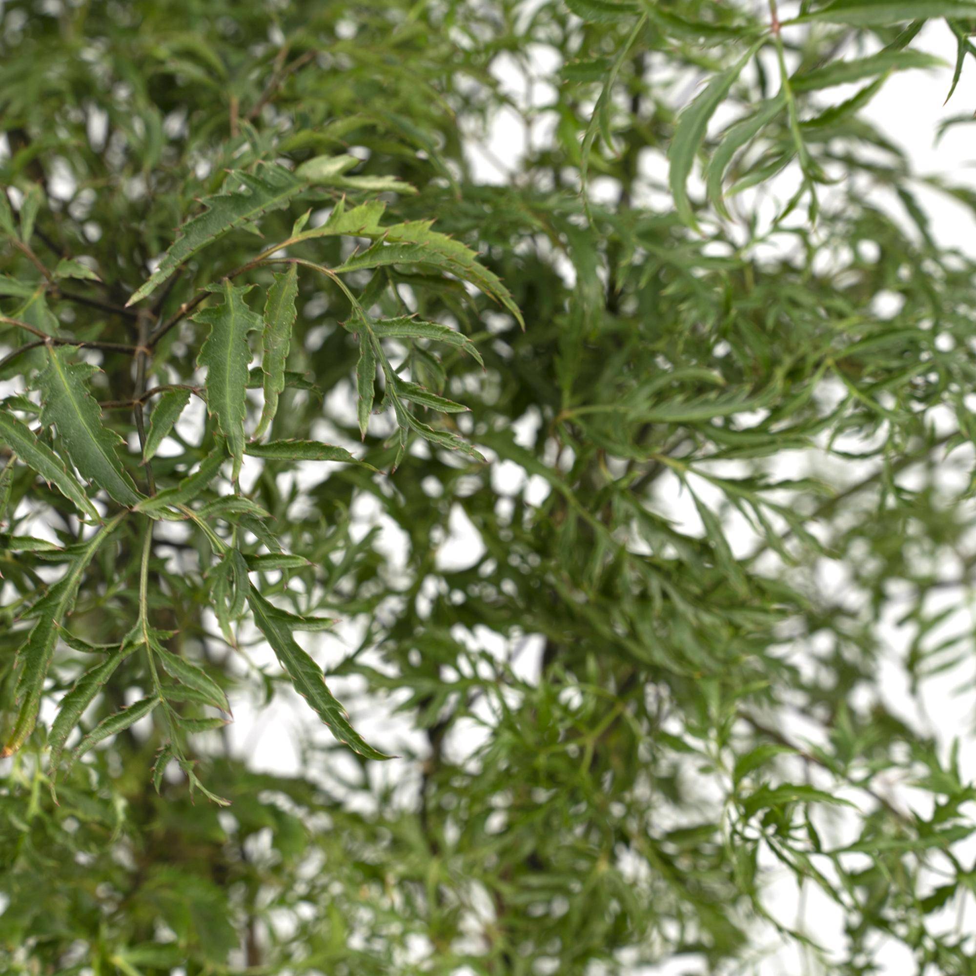 Polyscias Fruticosa (Aralia) - Ø21cm - ↕75cm - Plantes d'intérieur - Image 3