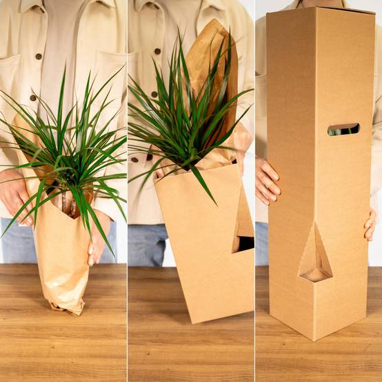 Polyscias Fruticosa (Aralia) - Ø21cm - ↕75cm - Plantes d'intérieur - Image 6