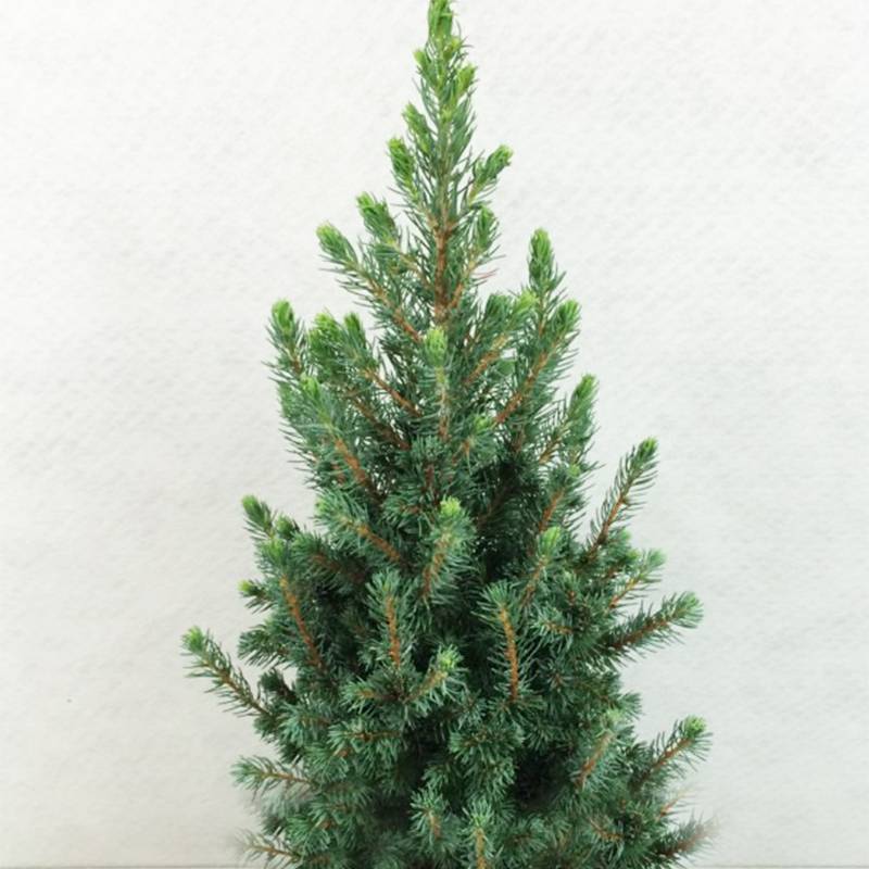 Epinette blanche - Picea glauca Conica Blue                         Pot de 3L/4L