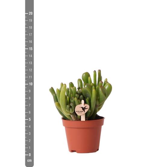 Crassula Hobbit h12cm - plante grasse d'intérieur- La Green Touch - Image 2