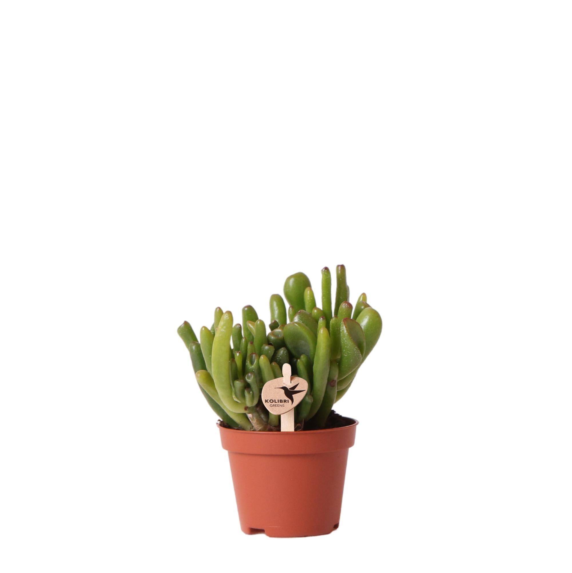 Crassula Hobbit h12cm - plante grasse d'intérieur- La Green Touch - Image 1