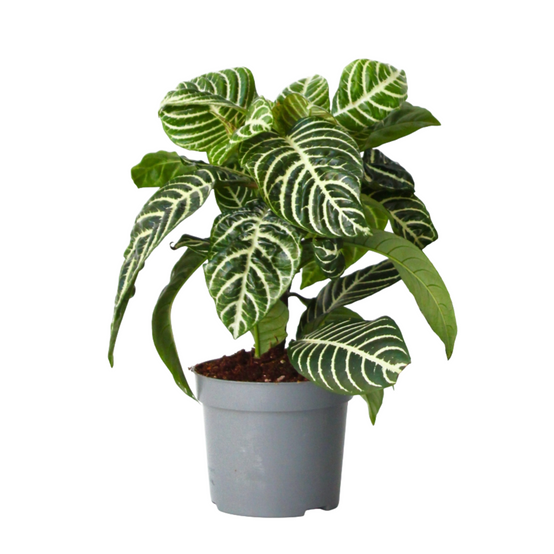 Plant In A Box - Plante à feuilles panachées - Aphelandra squarrosa 'Botanica' - H25-45cm - ⌀13cm - Image 1