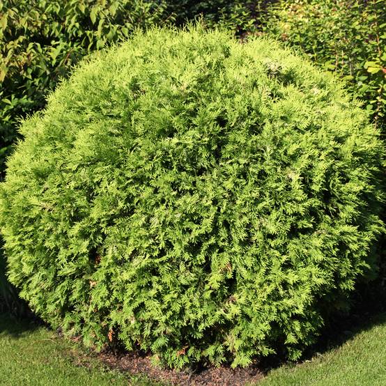 Thuya du Canada - Thuja occidentalis Selena Pot de 7,5L/10L