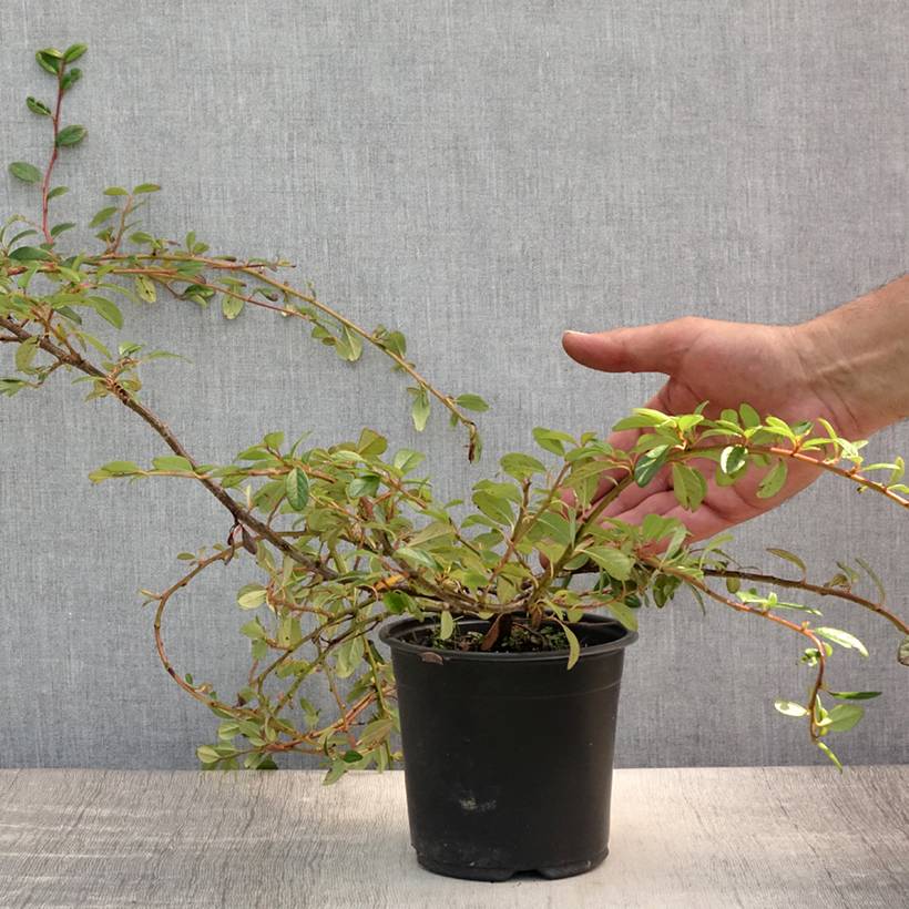 Cotoneaster dammeri Miranda Pot de 1L/1,5L - Image 2