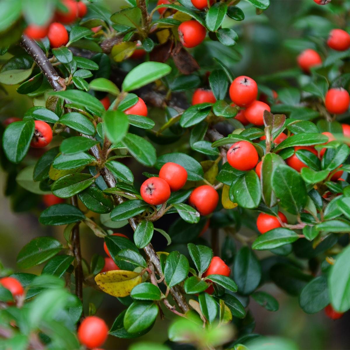 Cotoneaster dammeri Miranda Pot de 1L/1,5L - Image 1