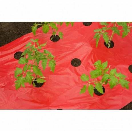 Film de paillage TOMATES, Long 5 m - Image 2