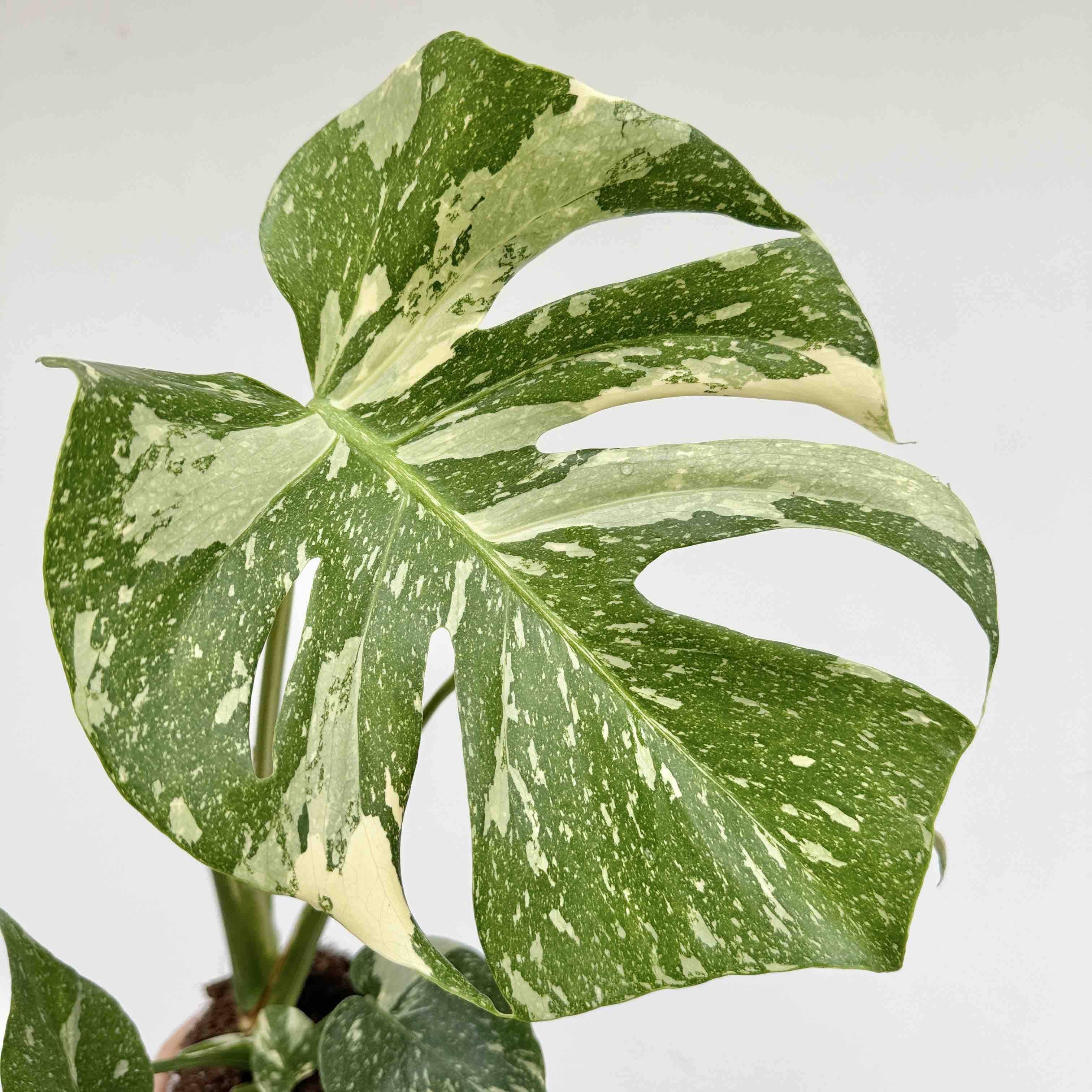 Monstera Thai Constellation - Pot de 9cm - Plantes d'intérieur - Image 7