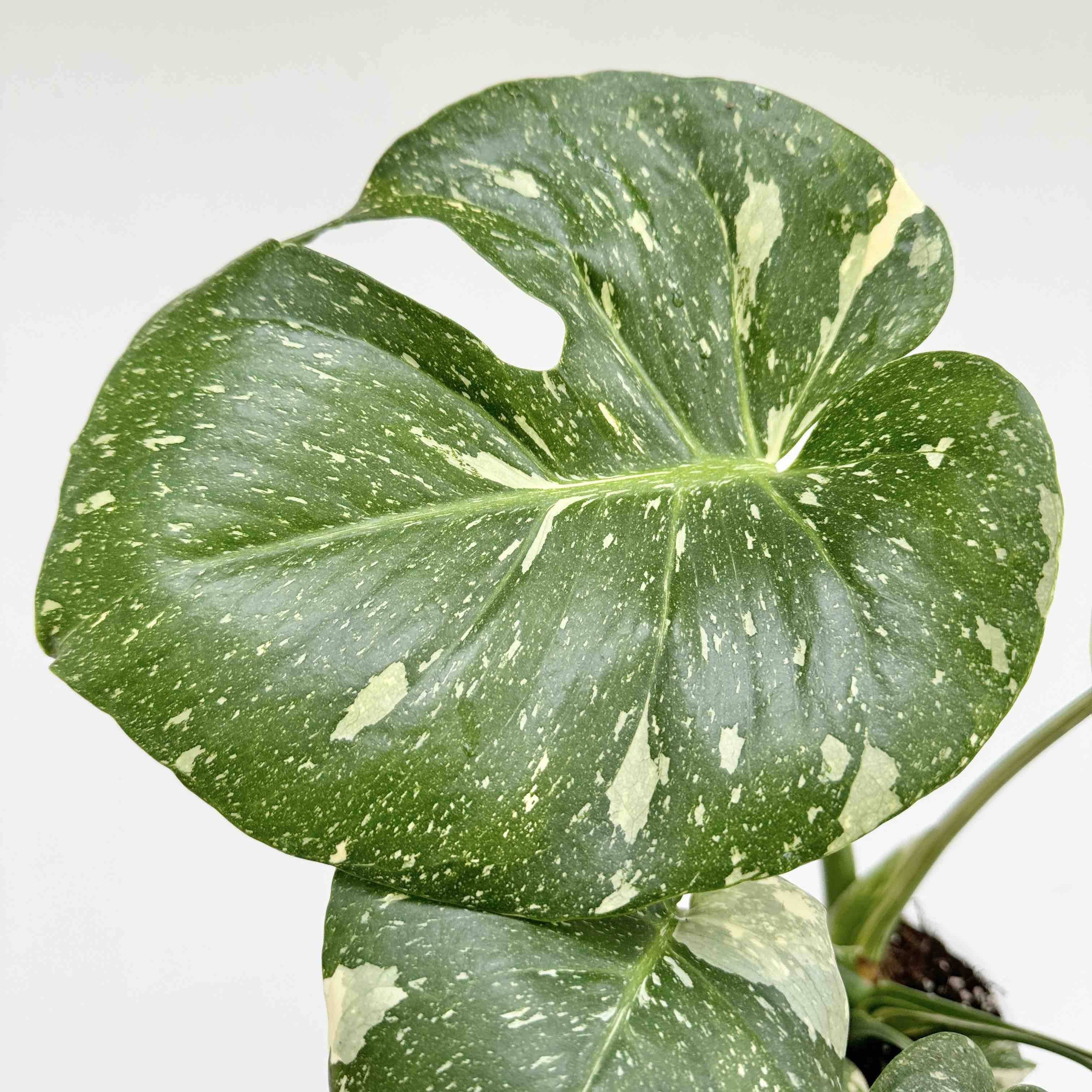 Monstera Thai Constellation - Pot de 9cm - Plantes d'intérieur - Image 6