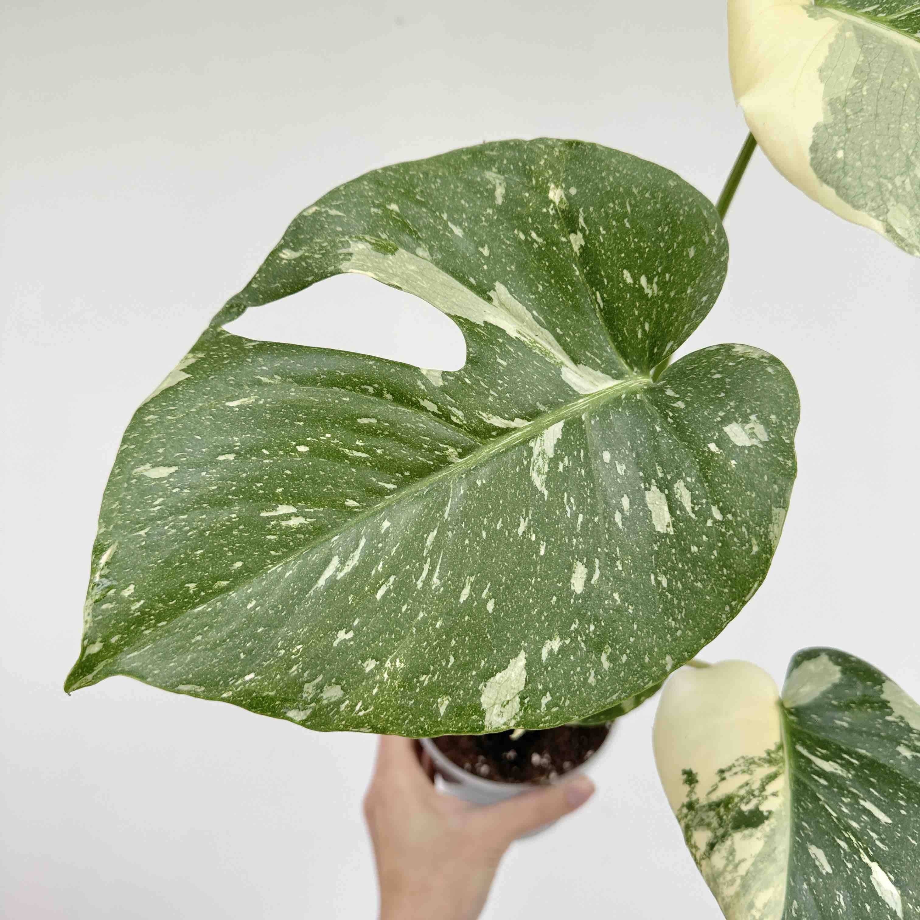 Monstera Thai Constellation - Pot de 9cm - Plantes d'intérieur - Image 10
