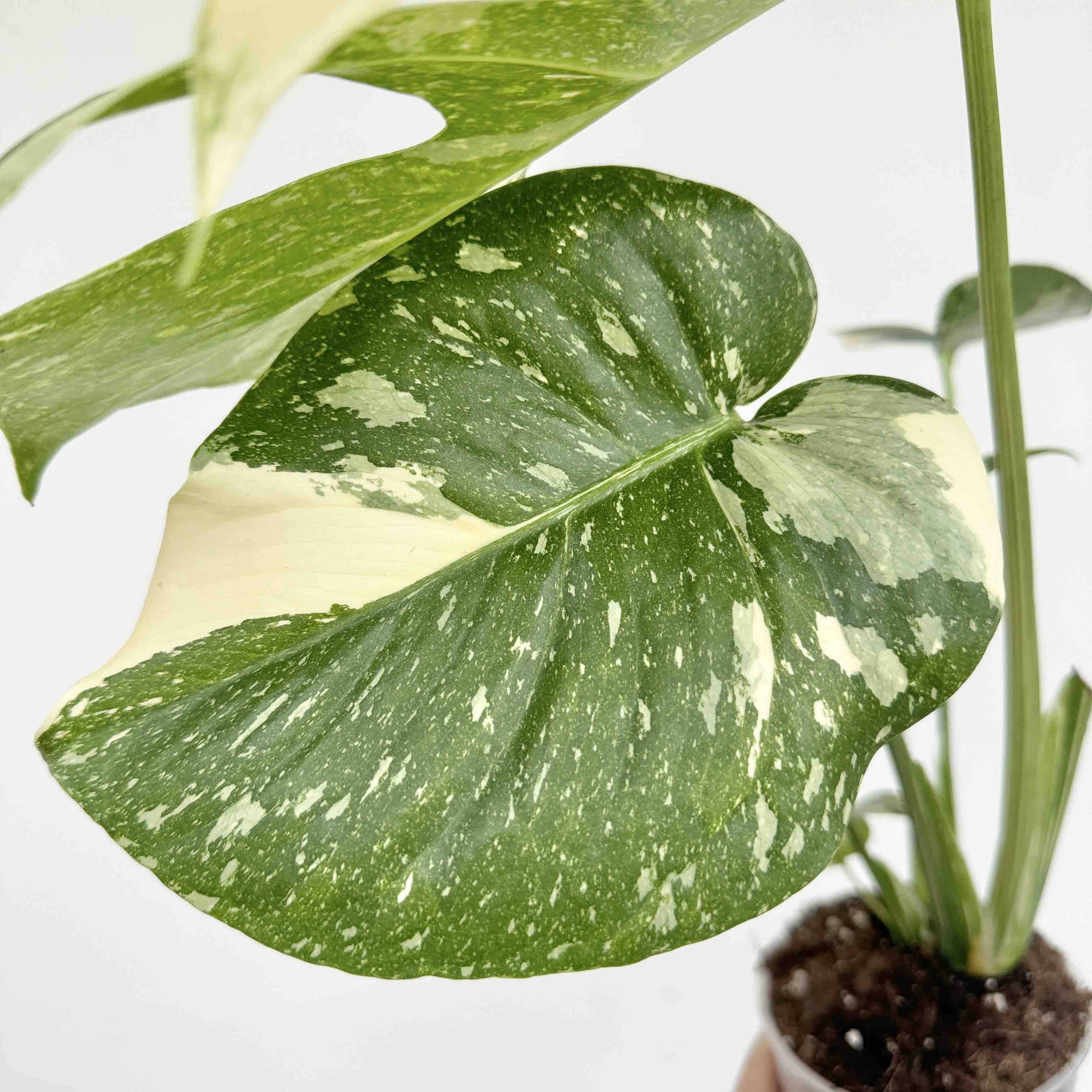 Monstera Thai Constellation - Pot de 9cm - Plantes d'intérieur - Image 8