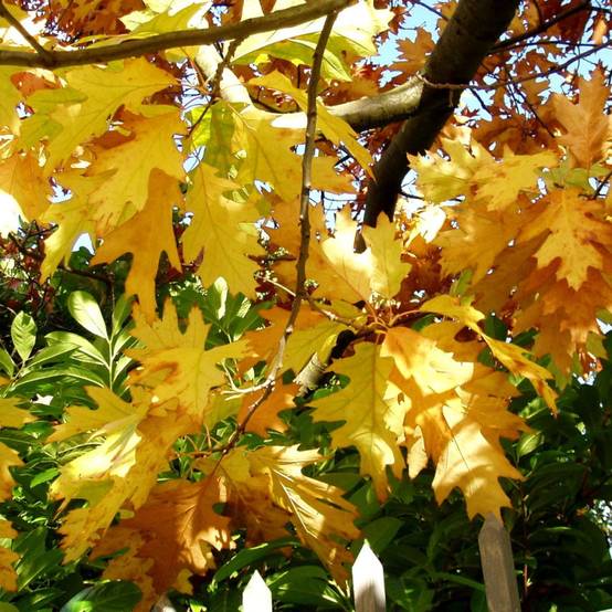 Chêne rouge d'Amérique Boltes Gold, Quercus rubra - Pot de 15L - Baliveau - Image 3
