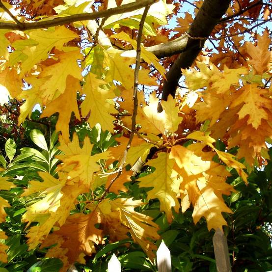 Chêne rouge d'Amérique Boltes Gold, Quercus rubra - Pot de 15L - Baliveau - Image 1