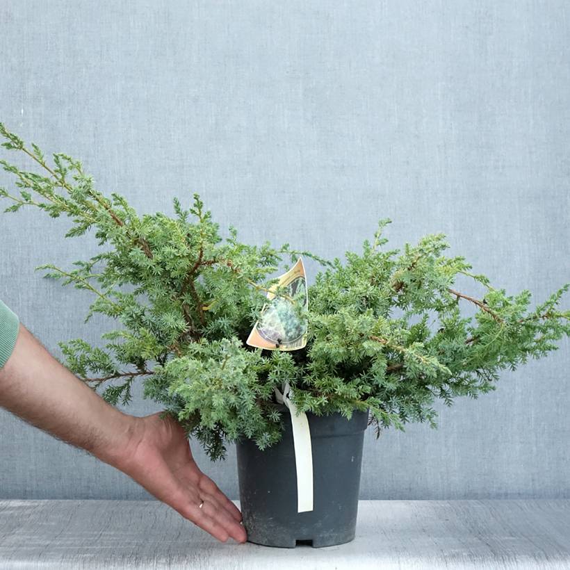 Juniperus chinensis Blue Alps - Genévrier de Chine Pot de 2L/3L - Image 2