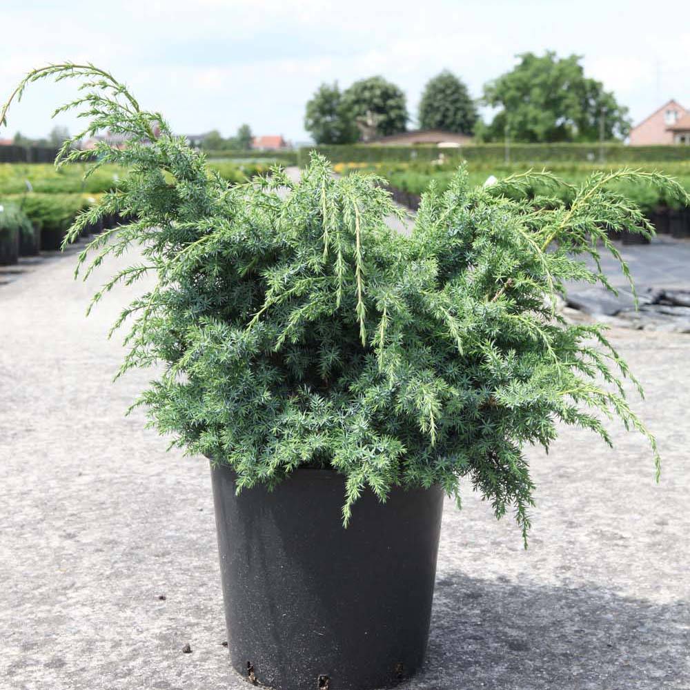 Juniperus chinensis Blue Alps - Genévrier de Chine Pot de 2L/3L - Image 1