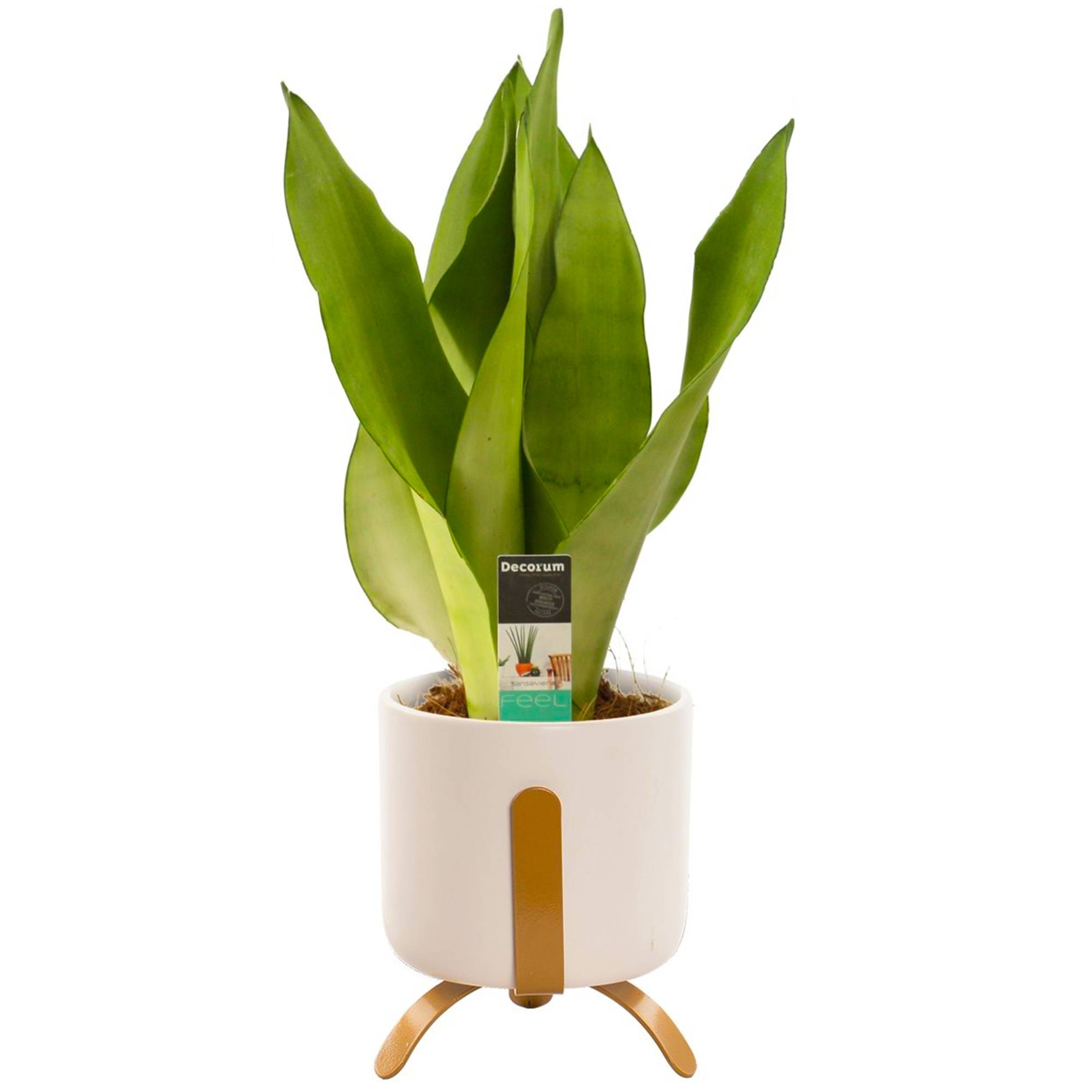 Gardenersdream - Sansevieria Moonshine | Cadeau Plante De 30 À 40 Cm | Superbe Plantes D'Intérieur - GardenersDream - Image 1