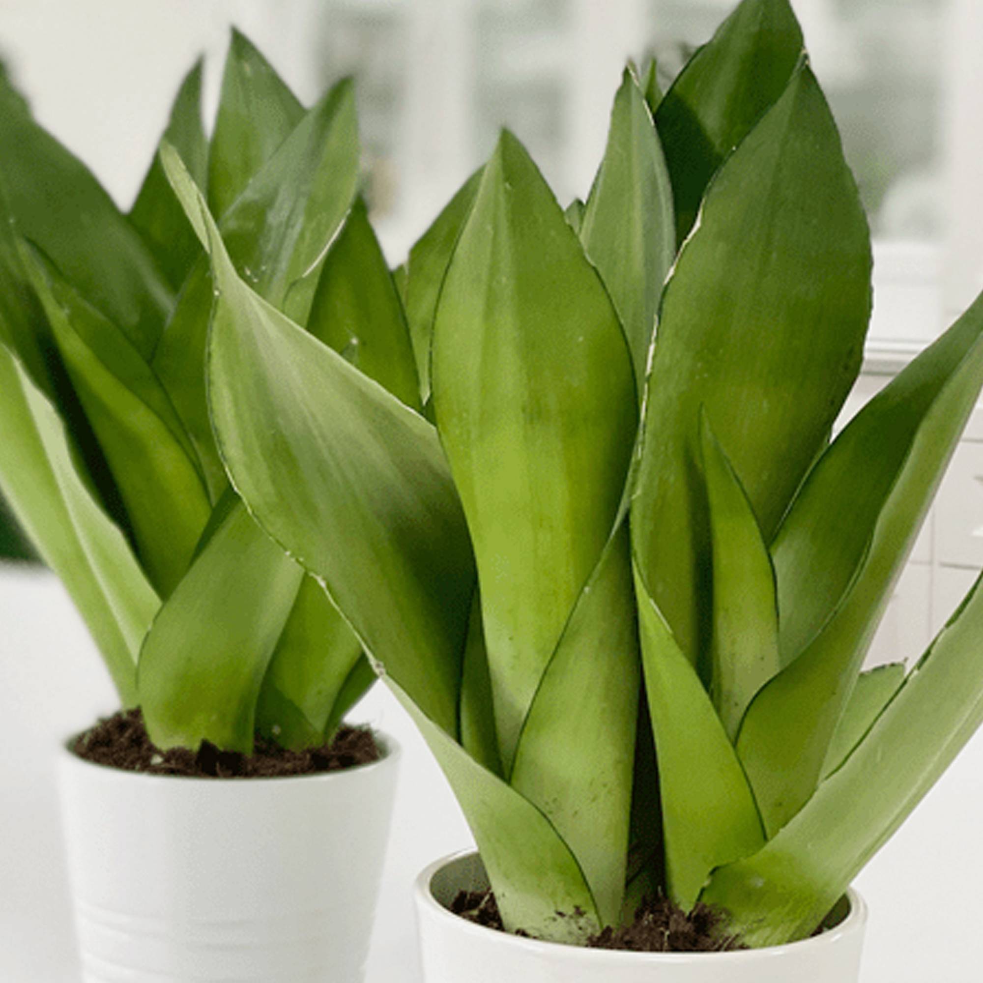 Gardenersdream - Sansevieria Moonshine | Cadeau Plante De 30 À 40 Cm | Superbe Plantes D'Intérieur - GardenersDream - Image 3