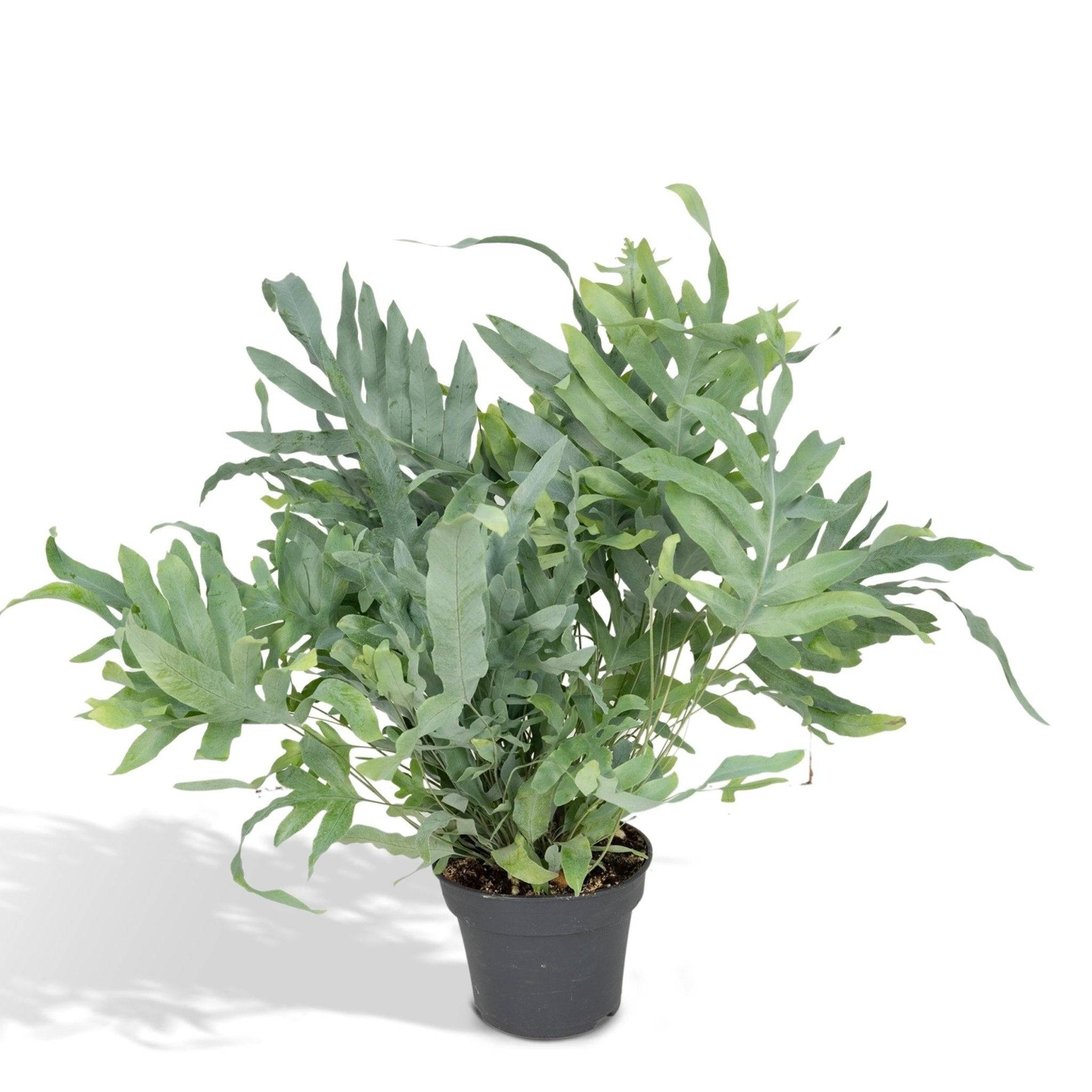 Phlebodium Aureum Bleu Star - D17 H50cm - Image 1