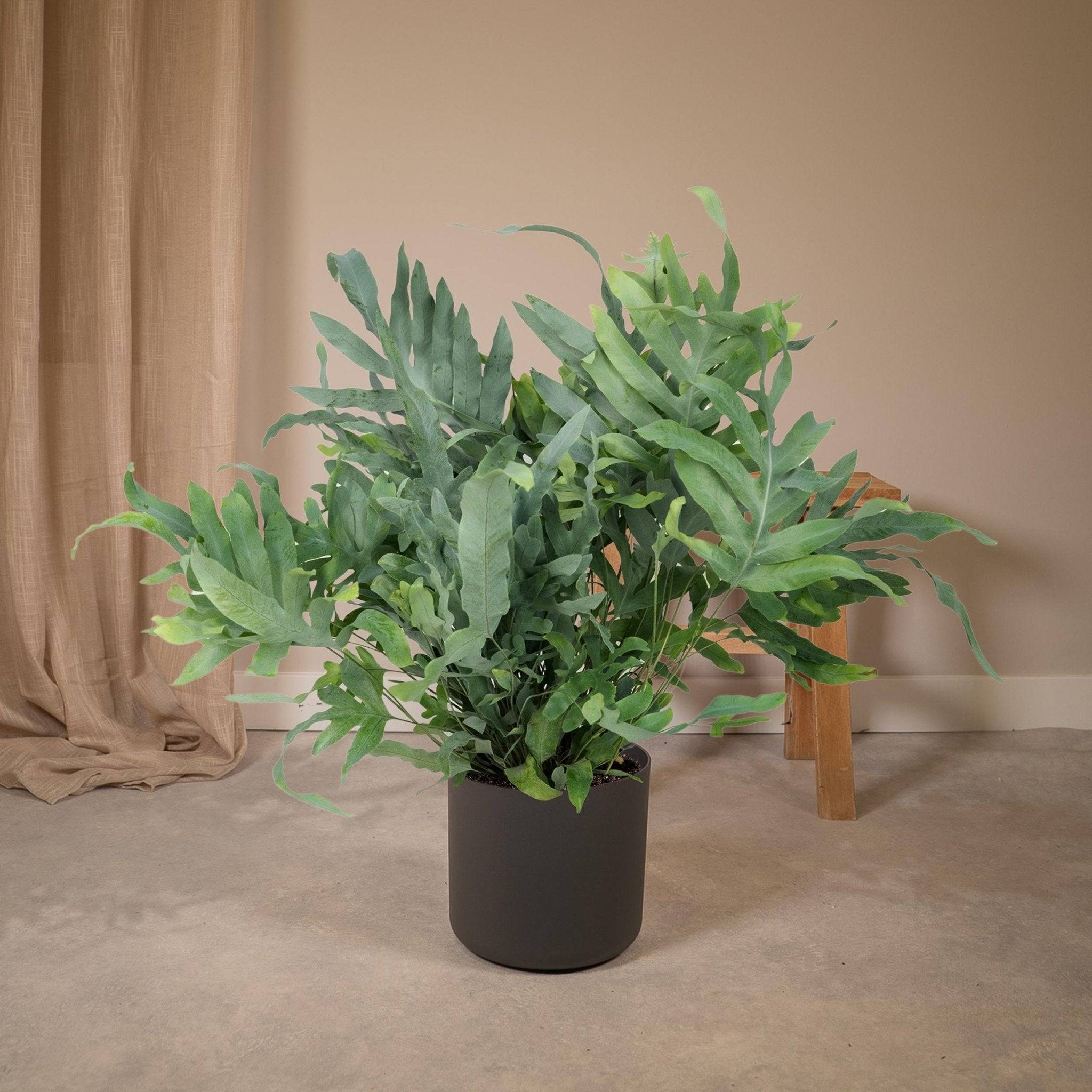 Phlebodium Aureum Bleu Star - D17 H50cm - Image 2