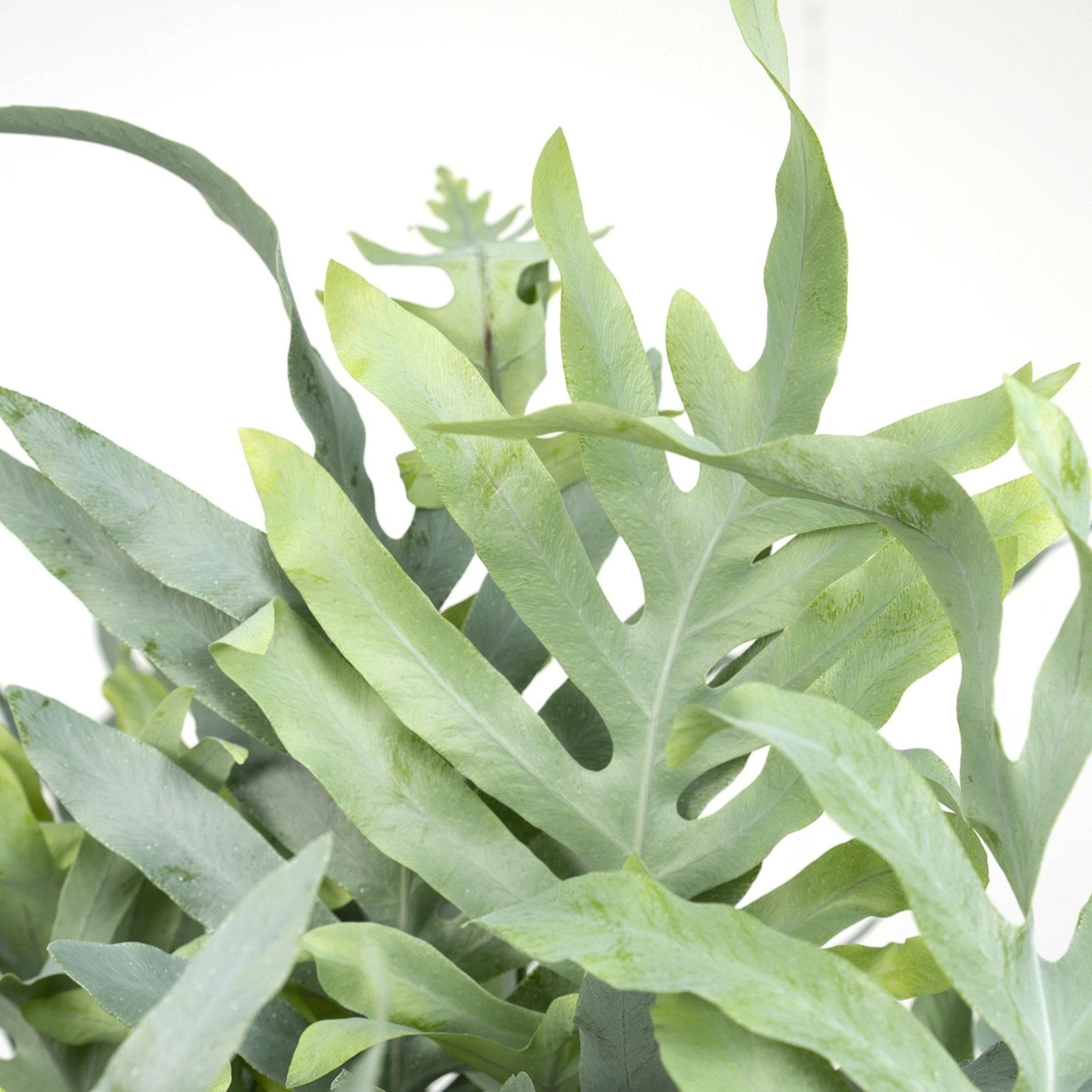 Phlebodium Aureum Bleu Star - D17 H50cm - Image 3