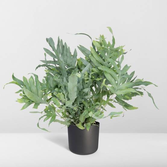 Phlebodium Aureum Bleu Star - D17 H50cm - Image 7