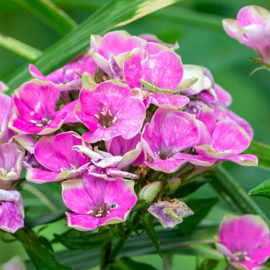 Promesse de Fleurs - Phlox paniculata Aureole Pot de 2L/3L