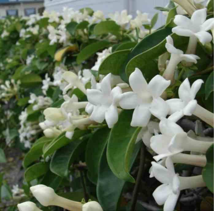 0 - Stephanotis floribunda (jasmin de Madagascar) Pot de 25L- 125/150cm - Image 1