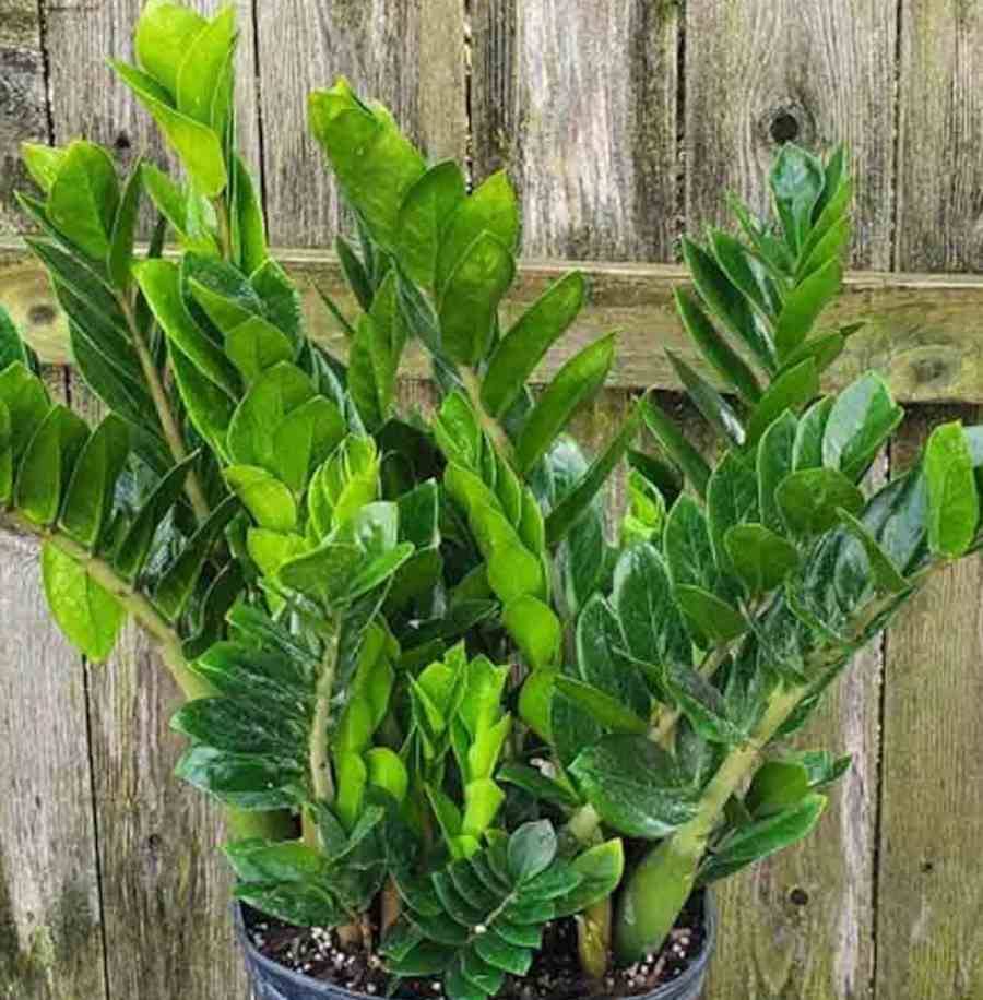 Sans Marque - Zamioculcas zamiifolia (Faux zamia, Plante ZZ) Taille:Pot de 9 litres - 80/100 cm - Image 3