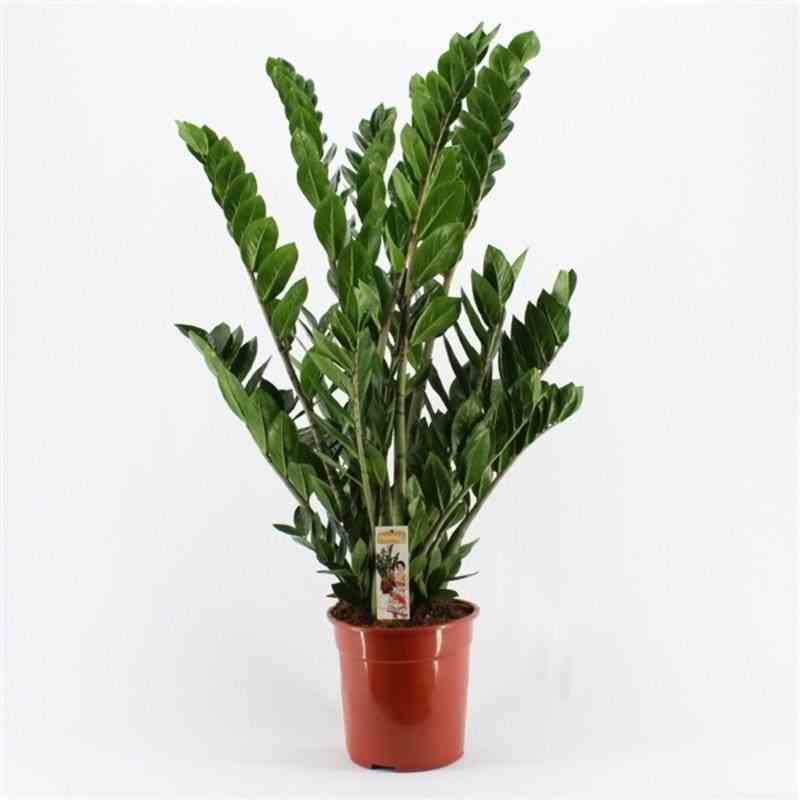 Sans Marque - Zamioculcas zamiifolia (Faux zamia, Plante ZZ) Taille:Pot de 9 litres - 80/100 cm - Image 2