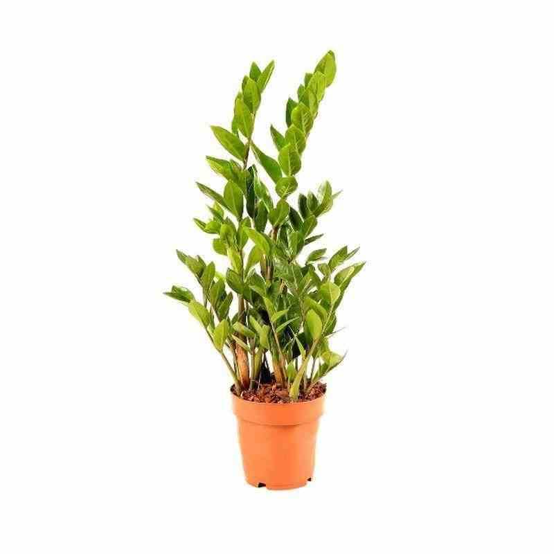 Sans Marque - Zamioculcas zamiifolia (Faux zamia, Plante ZZ) Taille:Pot de 9 litres - 80/100 cm - Image 1