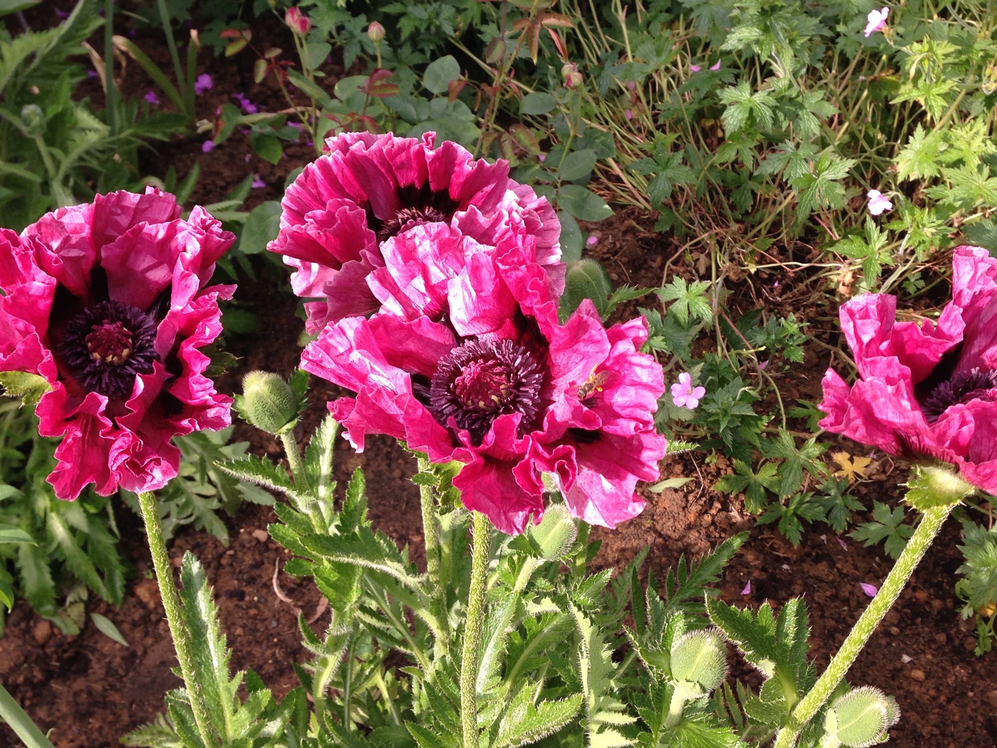Promesse de Fleurs - Pavot d'Orient Manhattan - Papaver orientale Godet de 8/9 cm - Image 1